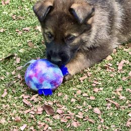 Red - Sable female German Shepherd puppy in Flint, Texas from Sharock Shepherds