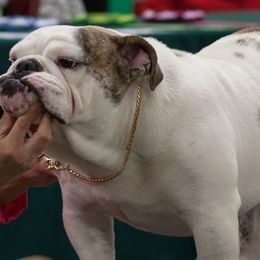 Bulldogs from Furever Bulldogs & Bostons