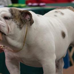 Bulldogs from Furever Bulldogs & Bostons