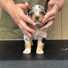 Creek - Blue merle female Miniature American Shepherd puppy in White City, Oregon from Born Rogue Miniature American Shepherds