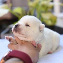 Flora - White female Pomsky puppy in Coos Bay, Oregon from Ocean View Pomskies