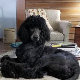 Poodle Puppies from PaintersPreciousPoodles