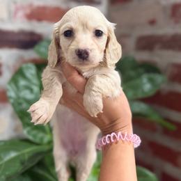 Colette - Cream female Dachshund puppy in Baton Rouge, Louisiana from Bayou d’ Elara Dachshunds