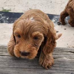 Myla - Red female Australian Labradoodle puppy in Ocala, Florida from Vinton Valley Australian Labradoodles