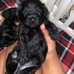 Buckwheat 2000 - Black male Yorkipoo puppy in Gastonia, North Carolina from Banks Dynasty Kennel