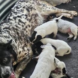 Blitz - Australian Cattle Dog