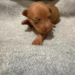 Tito - Red male Miniature Pinscher puppy in Albuquerque, New Mexico from Legacy Danes
