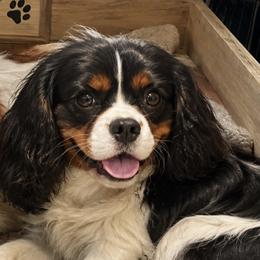 Princess - Cavalier King Charles Spaniel