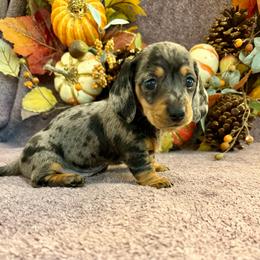 Farrah (3200) - Dapple female Dachshund puppy in Hensley, Arkansas from The Dachshund Barn