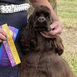 Jimmy - Cocker Spaniel