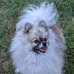Cooper - Pomeranian