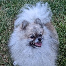 Cooper - Pomeranian