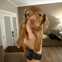 Boy 1 - Dapple male Dachshund puppy in Lexington, Kentucky from The Wienery