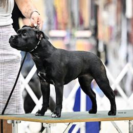 Athena - Staffordshire Bull Terrier