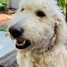 Goldendoodles from Creekside Doodles