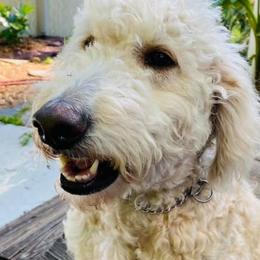 Goldendoodles from Creekside Doodles