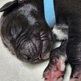 Great Danes from Mckenzie's Great Danes