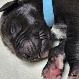 Great Danes from Mckenzie's Great Danes