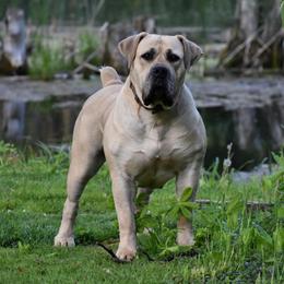 Freya - Boerboel