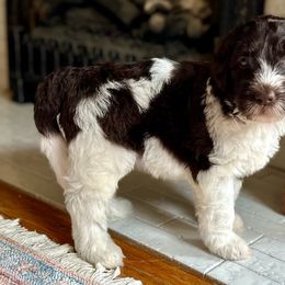Brownie - Sheepadoodle puppy from Urban Farmhouse Sheepadoodles