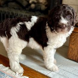 Brownie - Sheepadoodle puppy from Urban Farmhouse Sheepadoodles