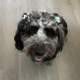 Speckles - Aussiedoodle