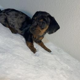 Dachshund Puppies from K9 Royal Club