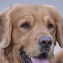 Golden Retrievers from Weaver Dairy Goldens