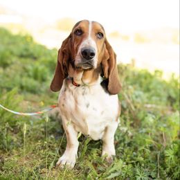 Millie - Basset Hound