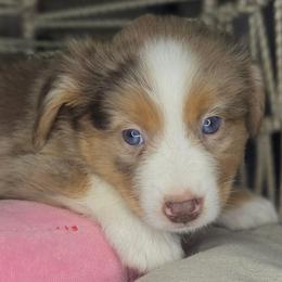 Frida - Red merle female Miniature Australian Shepherd puppy in Lincoln, California from Elegant Aussies