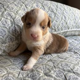 Lucinda - Red merle female Australian Shepherd puppy in Grants Pass, Oregon from Carmel Mountain Aussies