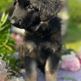 German Shepherds from www.erdberrehausgsd.net