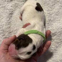 English Springer Spaniel Puppies from McCartney Springer’s