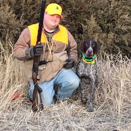 German Shorthaired Pointer All Grown Up from Majestik Kennels