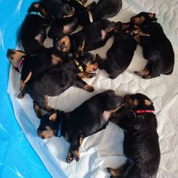 Rottweiler Puppies from A & Y Guardian Rottweiler
