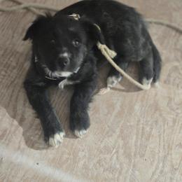 Australian Shepherd puppies from Long Mt Aussies