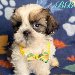 B.B.  aka baby boy - Black gold and white male Shih Tzu puppy in Hemet, California from Aloha Shih Tzu