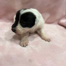 Border Collie Puppies from Vowell Farm Border Collies