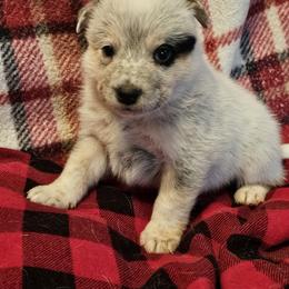 Charlie - Blue speckled male Australian Cattle Dog puppy in Sneedville, Tennessee from JoAnn's Australian Cattle Dogs