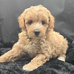 Rory - Cream female Goldendoodle puppy in Grovetown, Georgia from Snug-a-Doodles