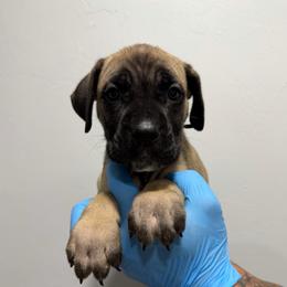 Fawn Male 2 - Fawn male Cane Corso puppy in Cashion, Oklahoma from APEXOK Cane Corsos LLC