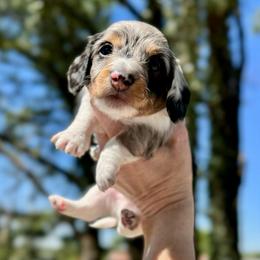 Chirp - Dapple male Dachshund puppy in Gentry, Arkansas from Sweet As Pie Doxies