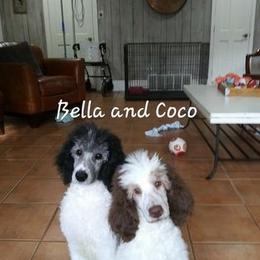 Poodle Puppies from Standard Poodles of Eason Farm