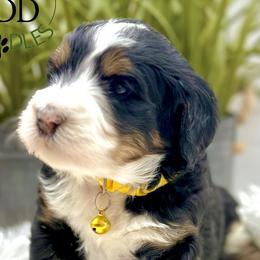 Girl 5 - Tri-color Bernedoodle puppy in Draper, Utah from Draper Doodles