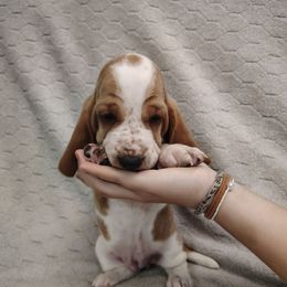 Sassy - Red and white female Basset Hound puppy in Newton Grove, North Carolina from MGA Basset Hound