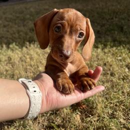 Rocket - Red male Dachshund puppy in Goodyear, Arizona from AZ Low Life Doxies