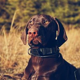 Willow - German Shorthaired Pointer