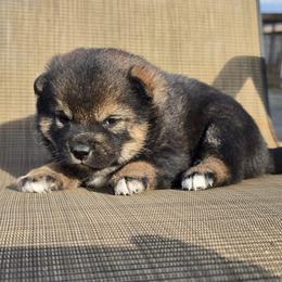 Sesame boy - Sesame male Shiba Inu puppy in Middlefield, Ohio from Muddy Rock Farm