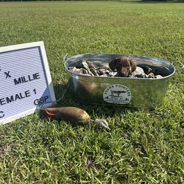 Girl 1 - Liver roan female German Shorthaired Pointer puppy in Mcrae, Georgia from Adams Pointers