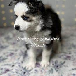 Tisdale - Black and white female Pomsky puppy in Rossville, Georgia from Scenic City Pomskies